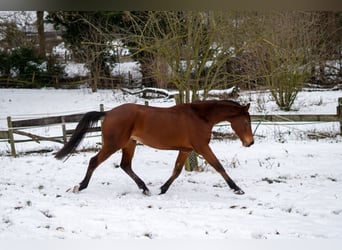 Westfale, Wallach, 4 Jahre, 165 cm, Brauner