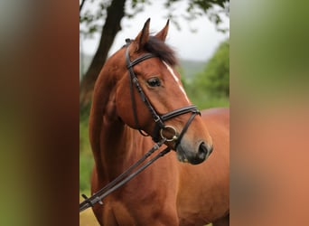 Westfale, Wallach, 4 Jahre, 165 cm, Brauner