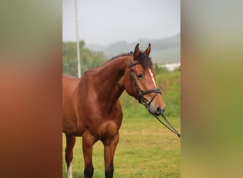 Westfale, Wallach, 4 Jahre, 165 cm, Brauner