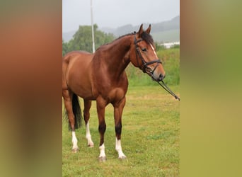 Westfale, Wallach, 4 Jahre, 165 cm, Brauner