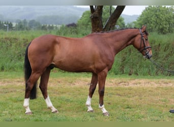 Westfale, Wallach, 4 Jahre, 165 cm, Brauner