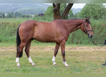 Westfale, Wallach, 4 Jahre, 165 cm, Brauner