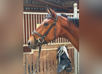 Westfale, Wallach, 4 Jahre, 165 cm, Brauner