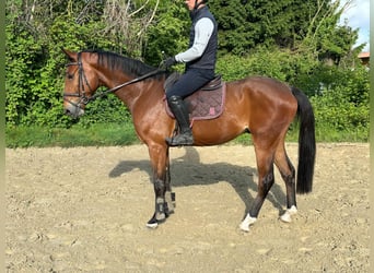 Westfale, Wallach, 4 Jahre, 165 cm, Brauner