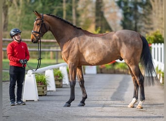 Westfale, Wallach, 4 Jahre, 165 cm, Brauner