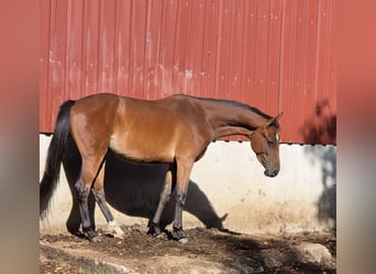 Westfale, Wallach, 4 Jahre, 165 cm, Brauner