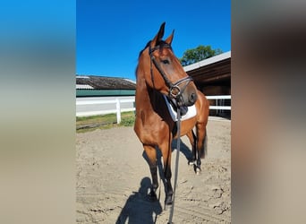 Westfale, Wallach, 4 Jahre, 165 cm, Brauner