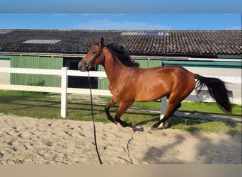 Westfale, Wallach, 4 Jahre, 165 cm, Brauner