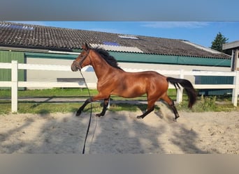 Westfale, Wallach, 4 Jahre, 165 cm, Brauner