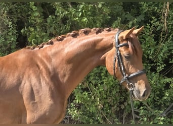 Westfale, Wallach, 4 Jahre, 165 cm, Dunkelfuchs