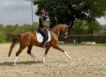 Westfale, Wallach, 4 Jahre, 165 cm, Fuchs