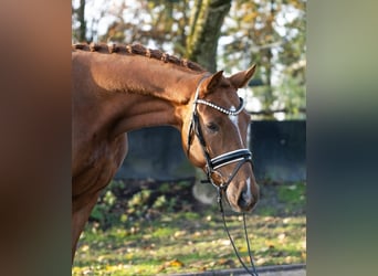 Westfale, Wallach, 4 Jahre, 165 cm, Fuchs