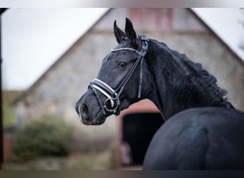 Westfale, Wallach, 4 Jahre, 165 cm, Rappe