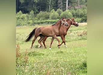 Westfale, Wallach, 4 Jahre, 165 cm, Rotfuchs
