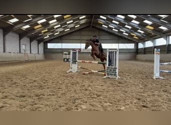Westfale, Wallach, 4 Jahre, 165 cm, Rotfuchs
