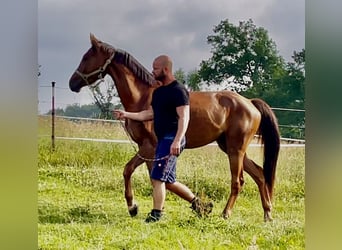 Westfale, Wallach, 4 Jahre, 165 cm, Rotfuchs