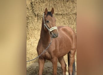 Westfale, Wallach, 4 Jahre, 165 cm, Rotfuchs