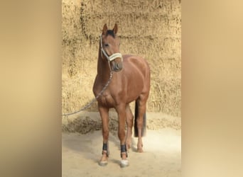 Westfale, Wallach, 4 Jahre, 165 cm, Rotfuchs