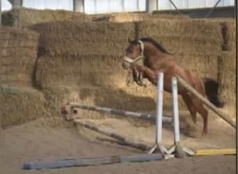 Westfale, Wallach, 4 Jahre, 165 cm, Rotfuchs