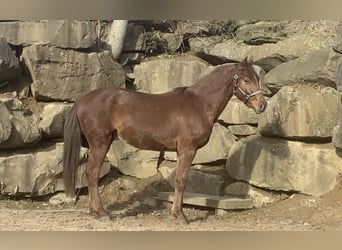 Westfale, Wallach, 4 Jahre, 165 cm, Rotfuchs