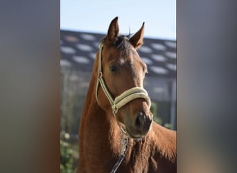 Westfale, Wallach, 4 Jahre, 165 cm, Rotfuchs