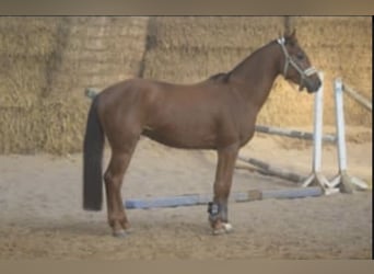 Westfale, Wallach, 4 Jahre, 165 cm, Rotfuchs