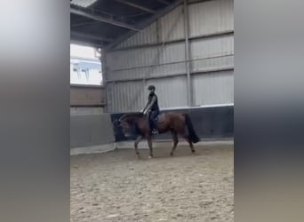 Westfale, Wallach, 4 Jahre, 165 cm, Rotfuchs