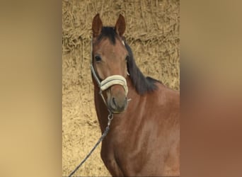 Westfale, Wallach, 4 Jahre, 165 cm, Rotfuchs