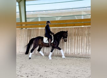 Westfale, Wallach, 4 Jahre, 165 cm, Schwarzbrauner