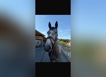 Westfale, Wallach, 4 Jahre, 166 cm, Apfelschimmel