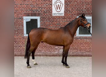 Westfale, Wallach, 4 Jahre, 166 cm, Brauner