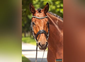 Westfale, Wallach, 4 Jahre, 166 cm, Brauner