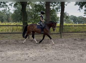 Westfale, Wallach, 4 Jahre, 166 cm, Brauner