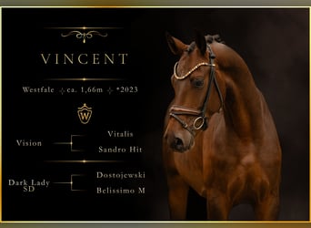 Westfale, Wallach, 4 Jahre, 166 cm, Dunkelbrauner
