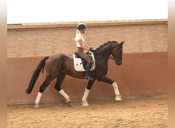 Westfale, Wallach, 4 Jahre, 166 cm, Dunkelbrauner