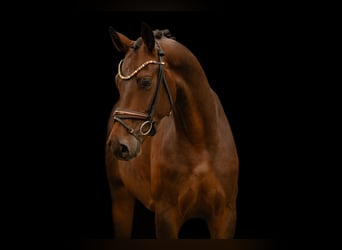 Westfale, Wallach, 4 Jahre, 166 cm, Dunkelbrauner