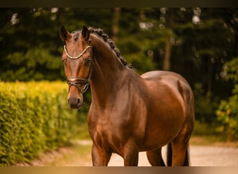 Westfale, Wallach, 4 Jahre, 166 cm, Dunkelbrauner