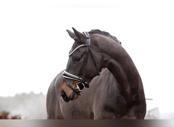 Westfale, Wallach, 4 Jahre, 166 cm, Dunkelbrauner