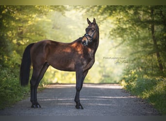 Westfale, Wallach, 4 Jahre, 166 cm, Dunkelbrauner