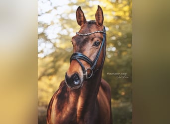 Westfale, Wallach, 4 Jahre, 166 cm, Dunkelbrauner