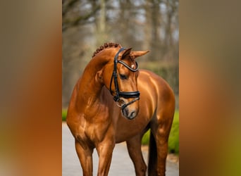 Westfale, Wallach, 4 Jahre, 166 cm, Dunkelfuchs