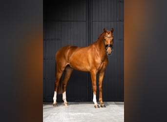 Westfale, Wallach, 4 Jahre, 166 cm, Dunkelfuchs