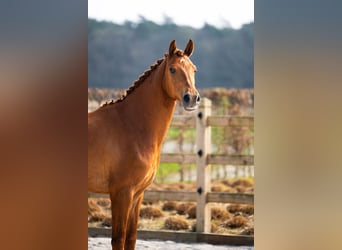 Westfale, Wallach, 4 Jahre, 166 cm, Dunkelfuchs