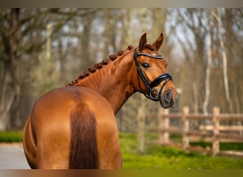 Westfale, Wallach, 4 Jahre, 166 cm, Dunkelfuchs