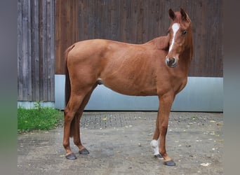 Westfale, Wallach, 4 Jahre, 166 cm, Fuchs