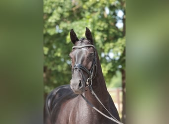 Westfale, Wallach, 4 Jahre, 166 cm, Rappe