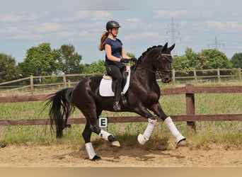 Westfale, Wallach, 4 Jahre, 166 cm, Rappe