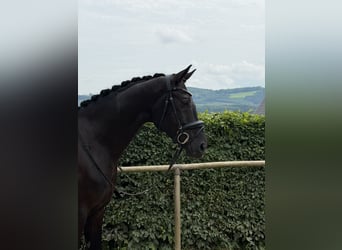 Westfale, Wallach, 4 Jahre, 166 cm, Schwarzbrauner