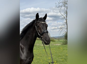 Westfale, Wallach, 4 Jahre, 166 cm, Schwarzbrauner