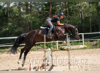 Westfale, Wallach, 4 Jahre, 166 cm, Schwarzbrauner